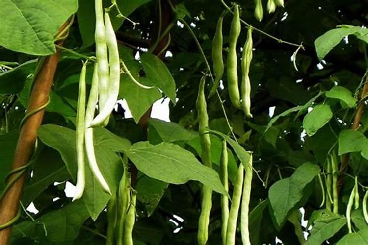 种植四季豆提高产量的施肥技巧有哪些