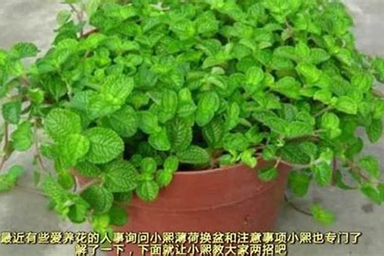 薄荷施什么肥最好