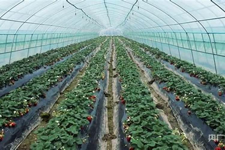 大棚草莓施肥方案