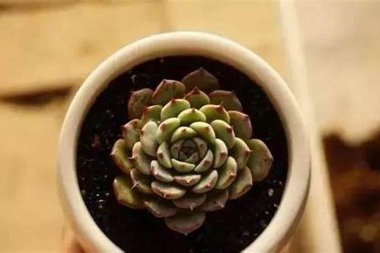 多肉植物能喷磷钾肥吗