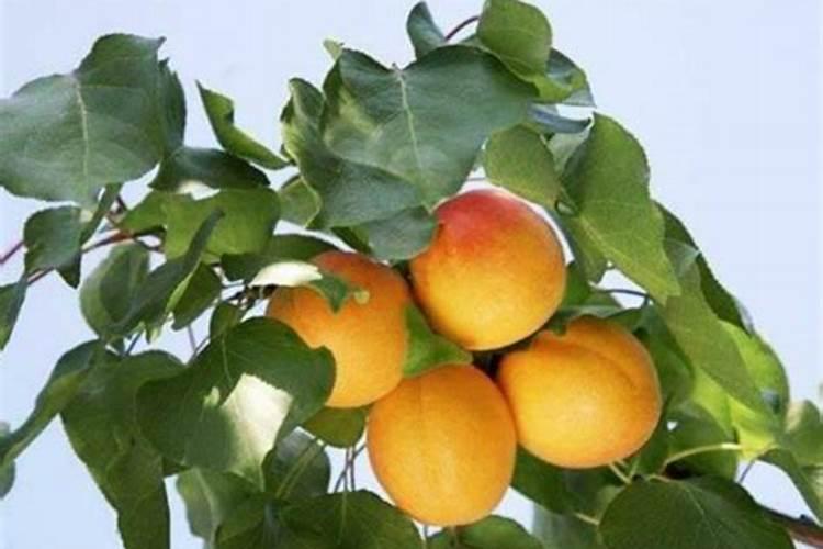 蓝矾能喷兰花叶面肥