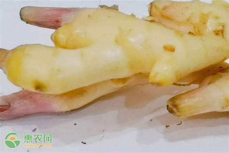 生姜高产栽培技术措施 生姜怎么播种好
