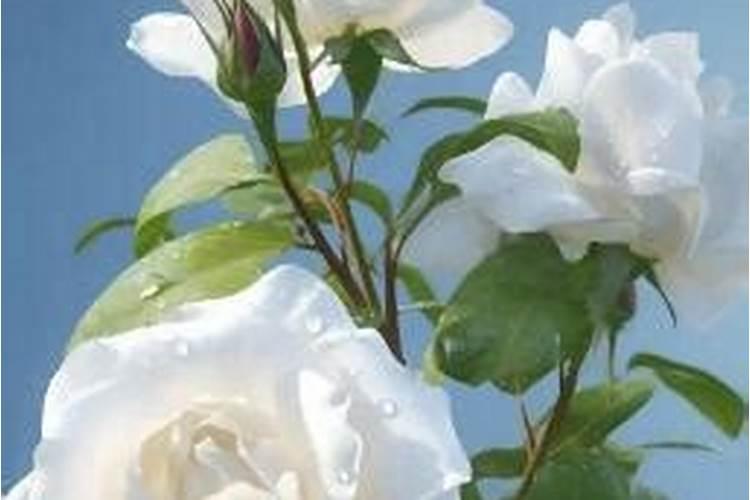 玫瑰花枝不长叶怎么处理？
