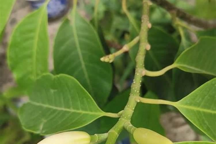 黄桷兰的养殖方法