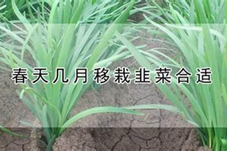 韭菜养殖需要注意事什么韭菜高产施肥技巧介绍