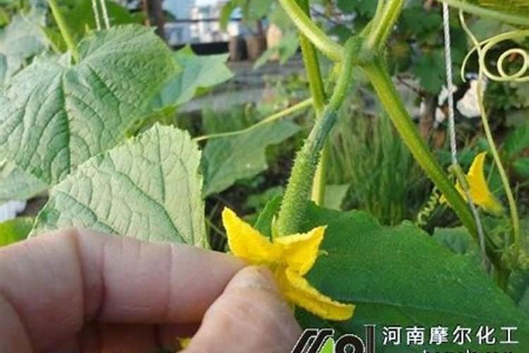 黄瓜缺钙如何解决？如何给黄瓜补充钙元素？