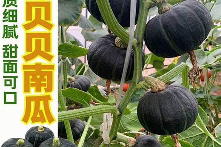 种植南瓜需要什么肥料 怎么施肥才能高产