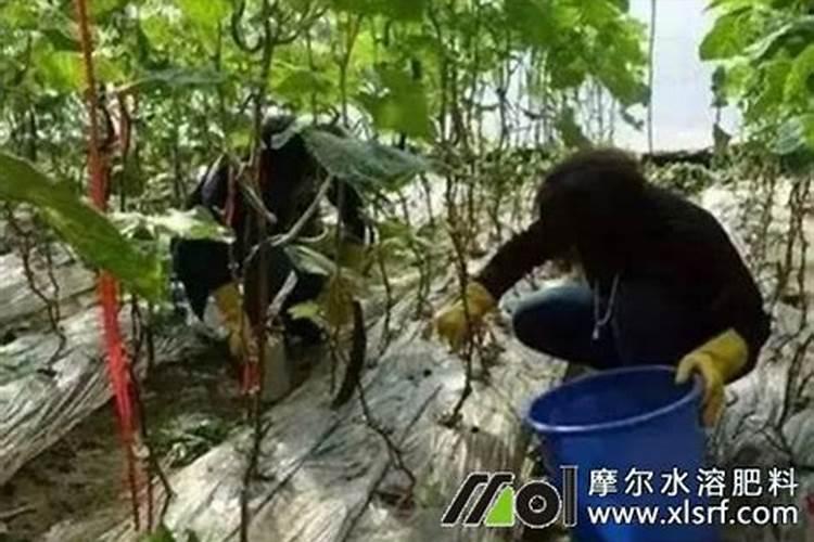 水溶肥施用后多久见效 水溶肥施完三小时后下雨有效吗