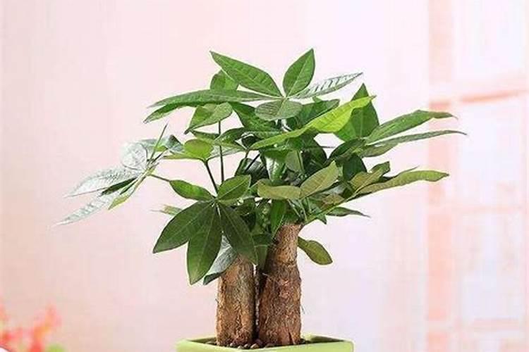 发财树如何施肥