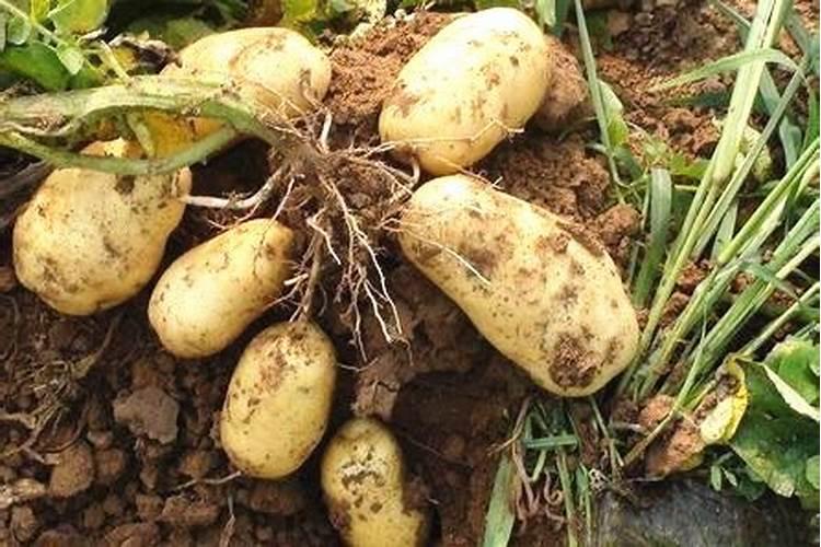 土豆种植技术与管理方法