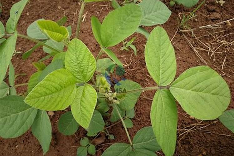 大豆重茬用豪实粒套餐可以防治吗？