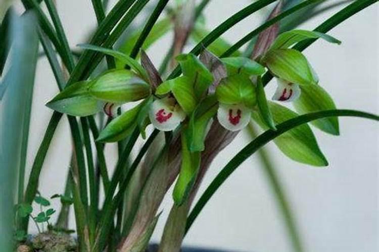 兰花花期浇水及施液肥对兰花有什么影响？