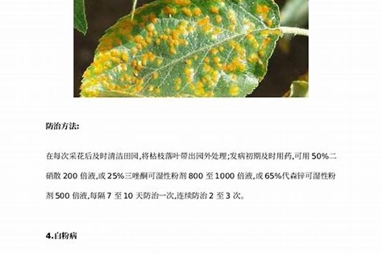 麦冬和沿阶草有什么区别？