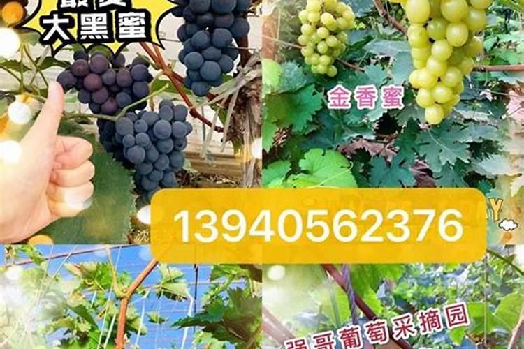 磷酸二氢钾一亩葡萄喷叶面肥用多少