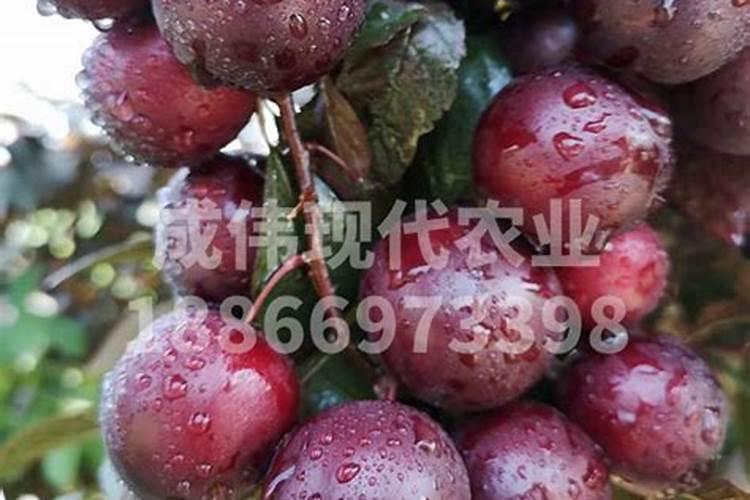营养液可以浇果树吗