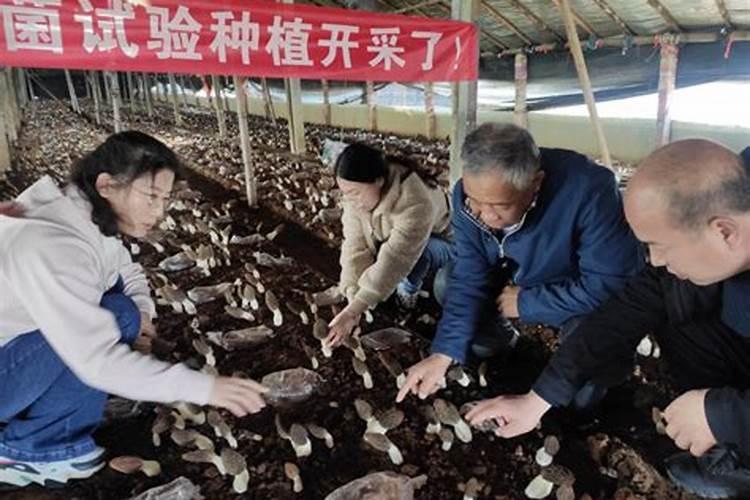 用种植菌类后的残渣如何制造生物有机肥配方