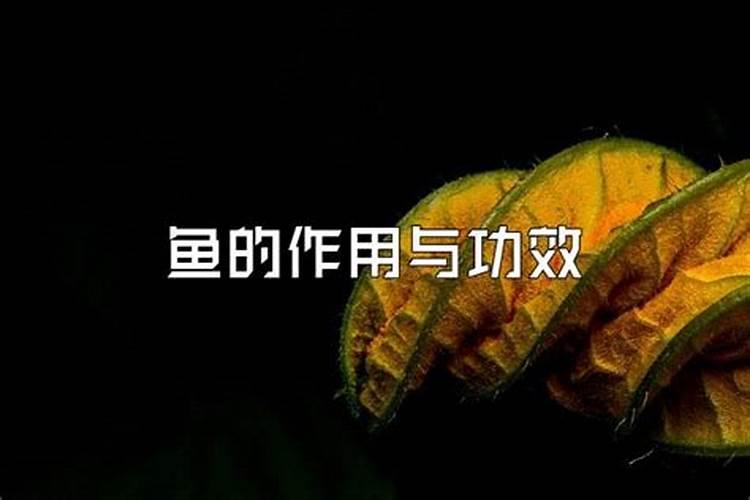 发酵鱼的发酵剂