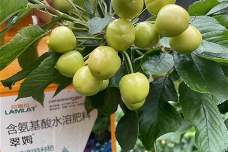 大樱桃花期座果期能畏生根剂吗。