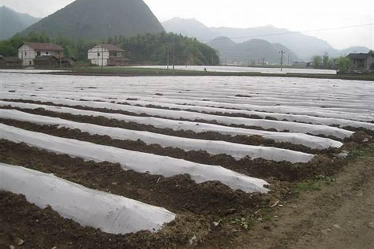育水稻秧苗时铺土使用沙土,可以吗？