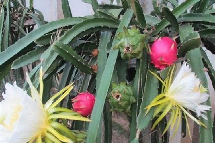 火龙果促花方法与人工催花技巧