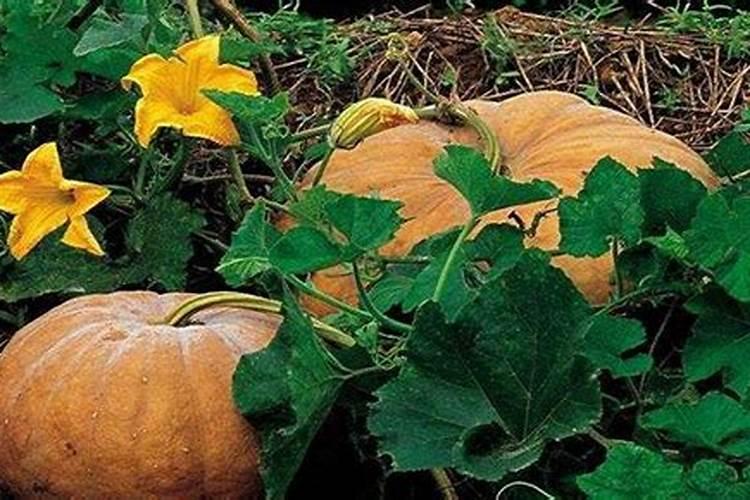 南瓜苗可以喷磷酸二氢钾吗