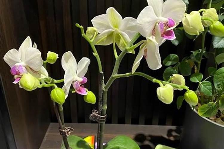 无根蝴蝶兰催根办法