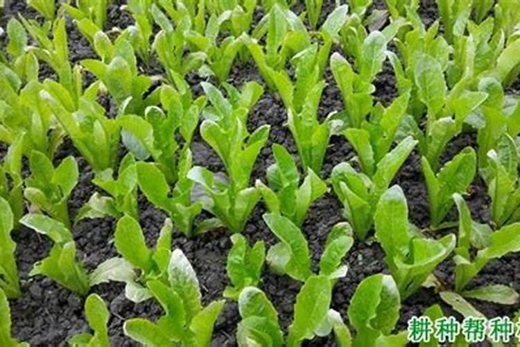西红柿使用什么肥料最好？