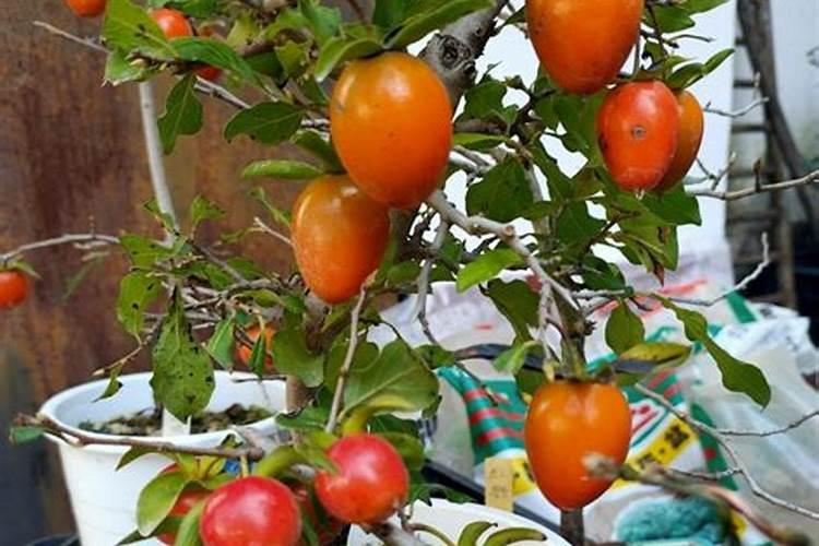 金弹子用什么肥料最好