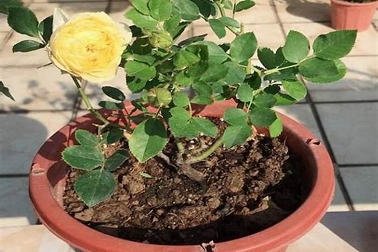 芸苔素浓度多少 月季