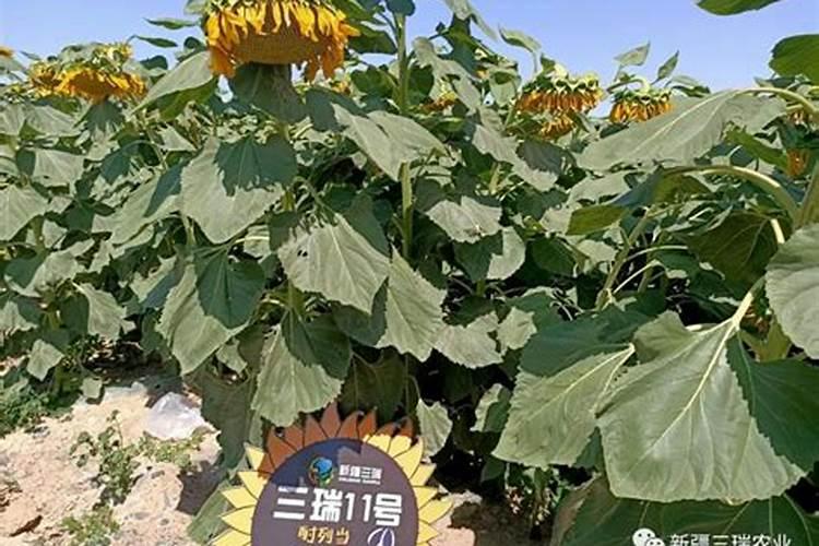 种油葵用什么肥料好？