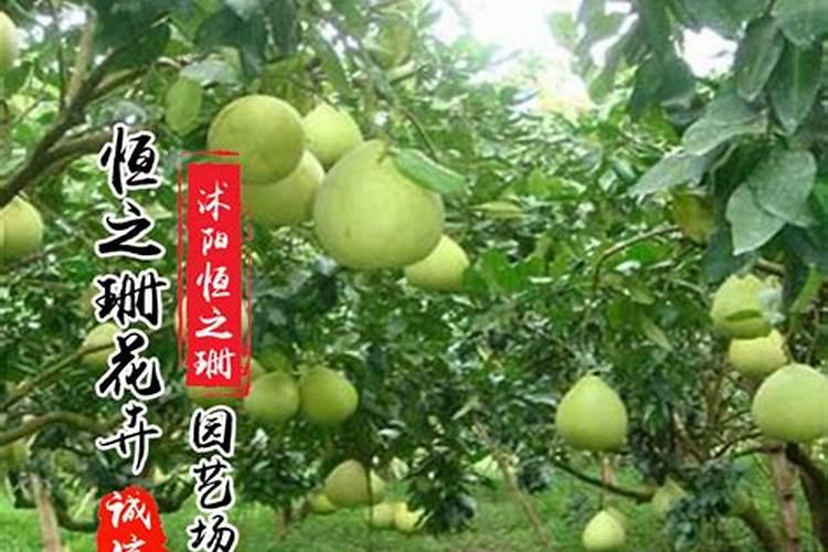 柚子树可以种在院子里吗