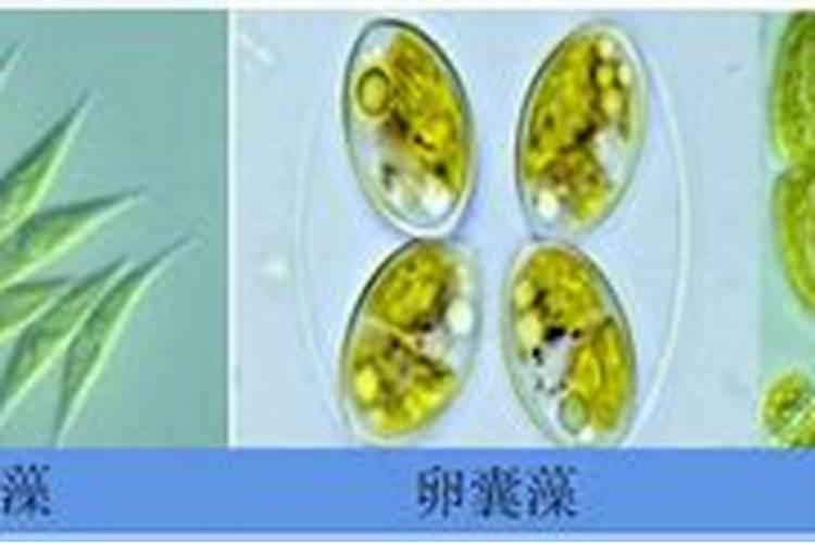 玛豆菌方在饲养鱼类时有哪些作用？