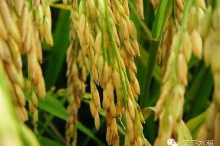 芸苔素和赤霉素有什么区别