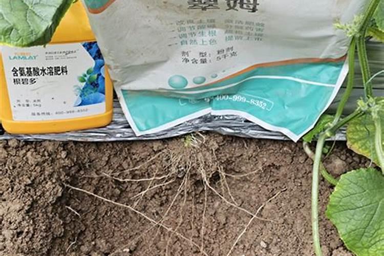 黄瓜用什么肥料最合适