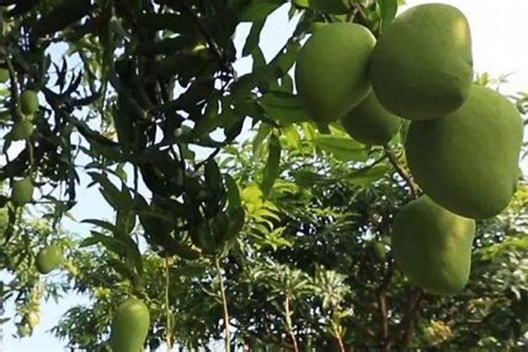 芒果树用什么肥料最好