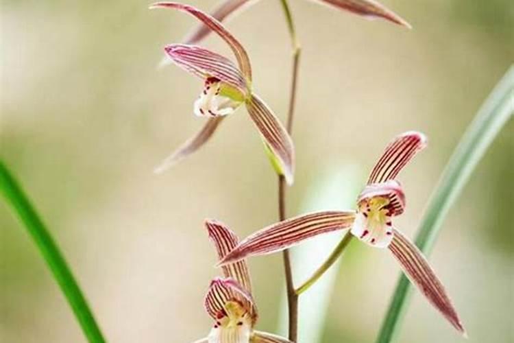 什么肥料对兰花发芽生根开花最好