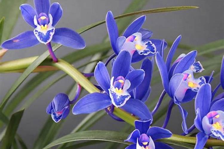 什么肥料对兰花发芽生根开花最好