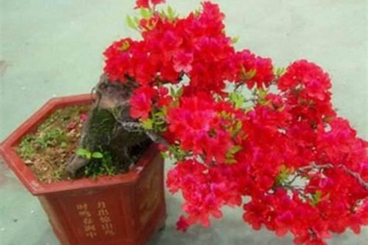 映山红什么时候长花苞
