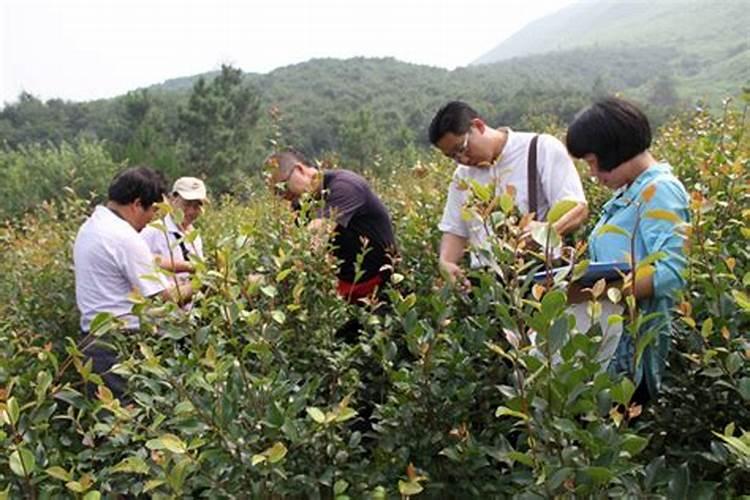 油茶树科学施肥技巧