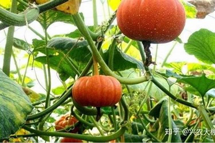 贝贝南瓜结果后在打叶面肥有用吗