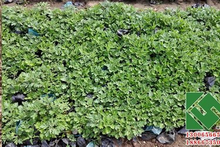 菊花矮化药物和叶面肥能同时用吗？