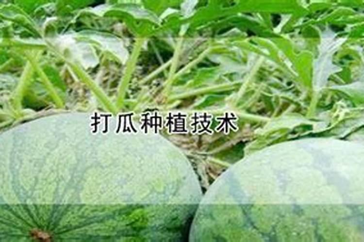 打瓜如果枝叶太过繁盛,怎么补救,因肥料滴的太勤,使打瓜长荒了