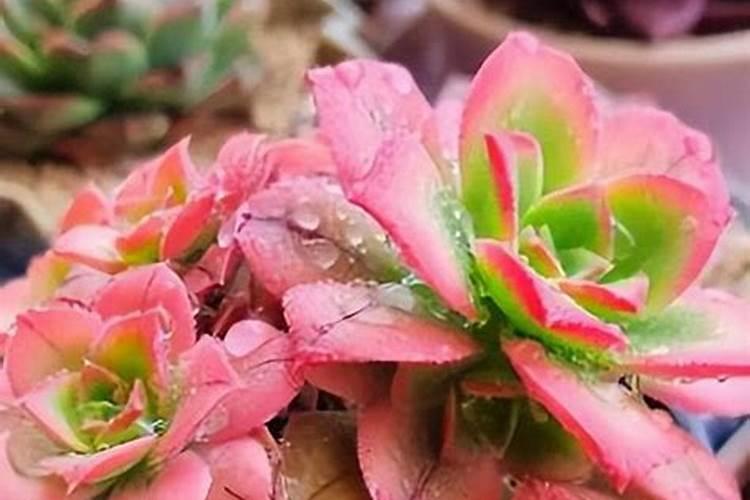多肉植物一般用什么肥