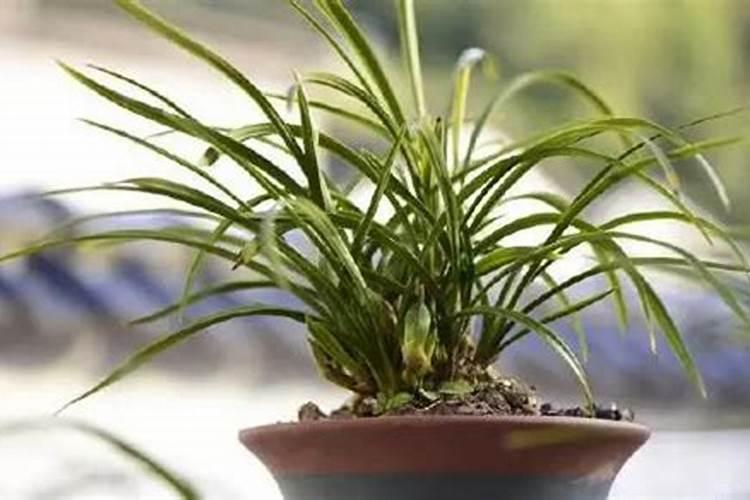 怎么在菜地里种菜