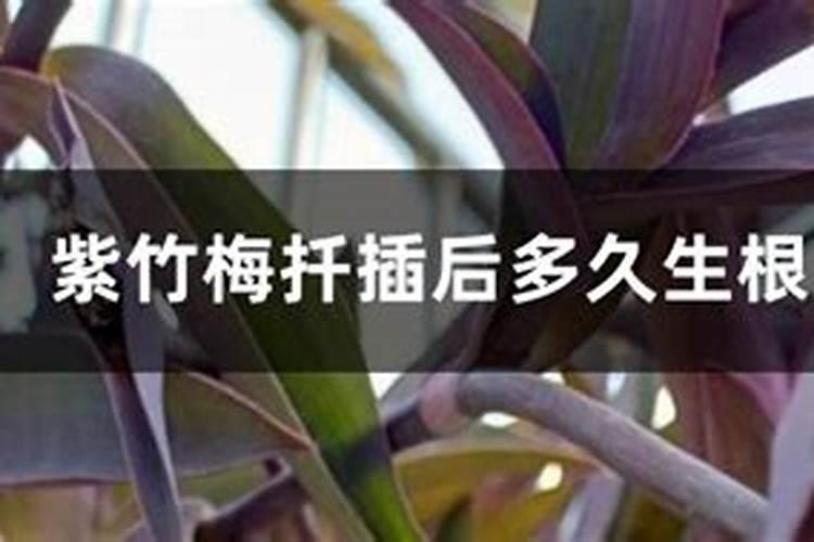 紫竹梅怎么养爆盆