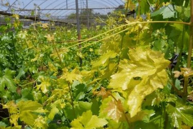 阳光玫瑰葡萄树果粒硼大期喷施亚磷酸钾叶面肥肥会影响果面吗
