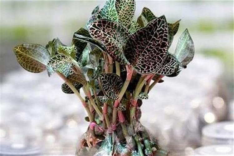 金线莲种植亩产有多少公斤