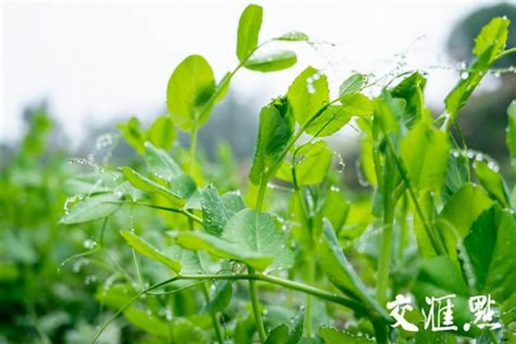 小麦追肥用硝酸磷好吗 什么时候使用效果好