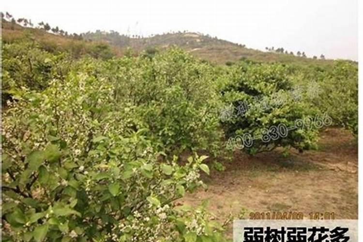 西瓜喷叶面肥造成肥害怎么办