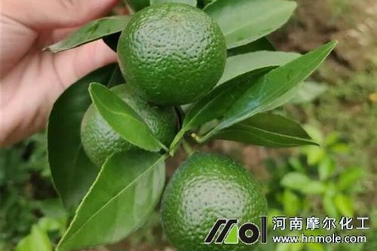微量元素肥料有哪些 微量元素肥料有什么作用